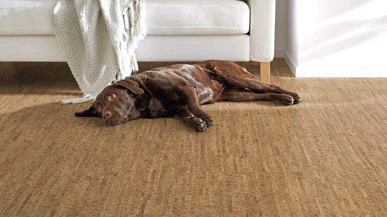 Hund, Sofa, Bodenbelag, Tuch